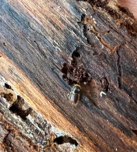 Bark beetle attack – early stage detection in the Krkonoše Mts.