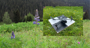 Monitoring the spread and management of invasive and expansive species using advanced earth observation methods