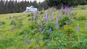 A new project on invasive plants monitoring